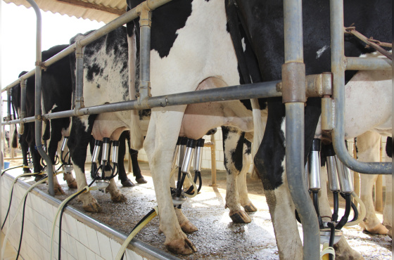 Carta Leite - Produção de leite cresce no primeiro trimestre e o que vem por aí?